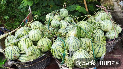 长垣卖衣服吃瓜,一场别开生面的市井风情盛宴