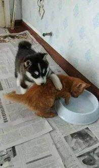 网红二哈喝水图片,萌态尽显，网友直呼“太可爱了！”