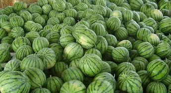 深圳下雨吃瓜视频,深圳市民雨后吃瓜欢乐时光