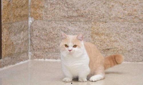 网红银白猫,网红界的喵星人，萌态万千引关注