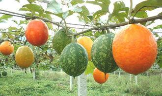 新疆吊瓜怎么吃,解锁美味新体验