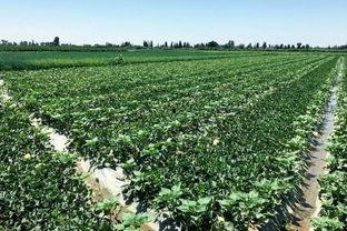 吃瓜治沙的好处,绿色治沙新篇章