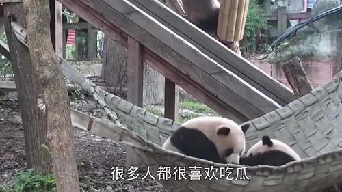 成都熊猫吃瓜群众,吃瓜群众的欢乐时光