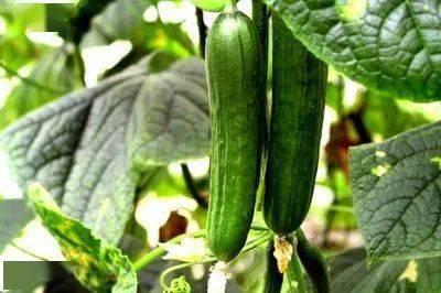 老牛吃瓜好吗,揭秘娱乐圈的幕后故事