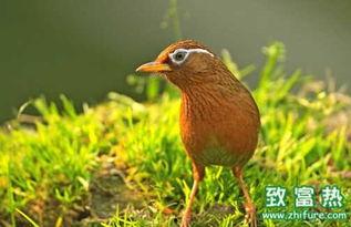 画眉鸟怎么看合料,从外观识别优质合料