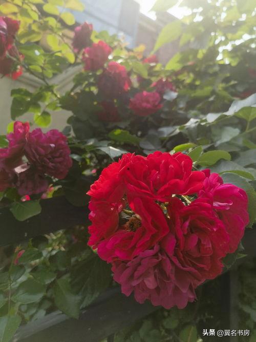 头条中的蔷薇花图片